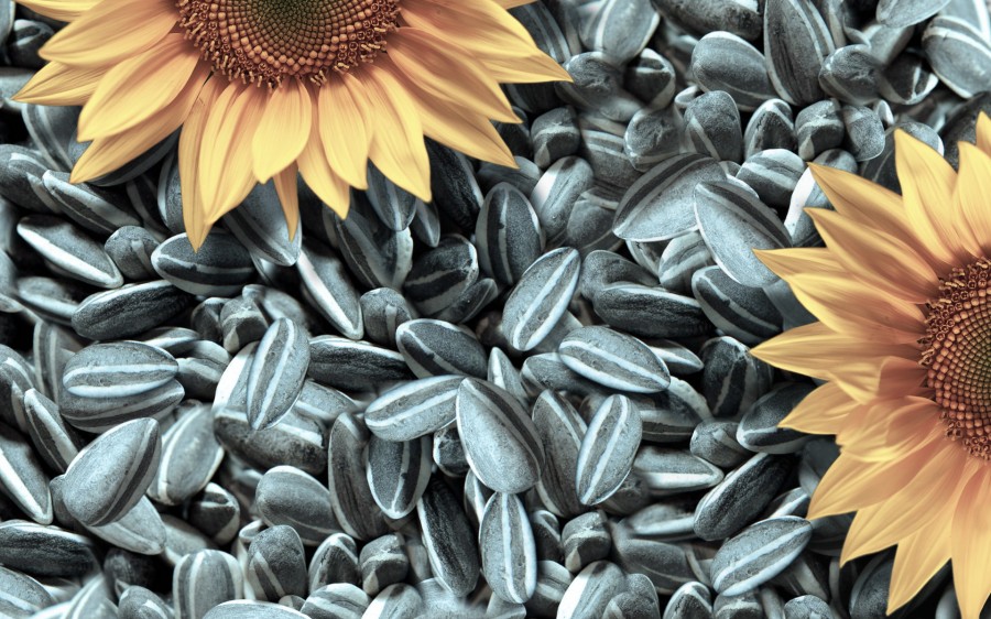 ​Семена красоты: скраб на основе семечек подсолнуха